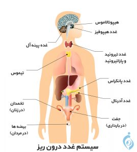 سیستم غدد اندوکرین بدن چگونه کار می کند؟