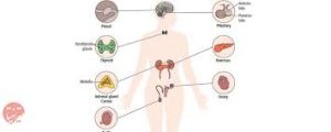 قسمتهای مختلف سیستم غدد درون ریز