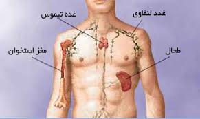 غدد لنفاوی