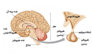 قسمتهای مختلف سیستم غدد درون ریز